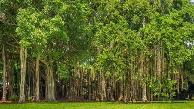bengaluru’s losing its green Soul