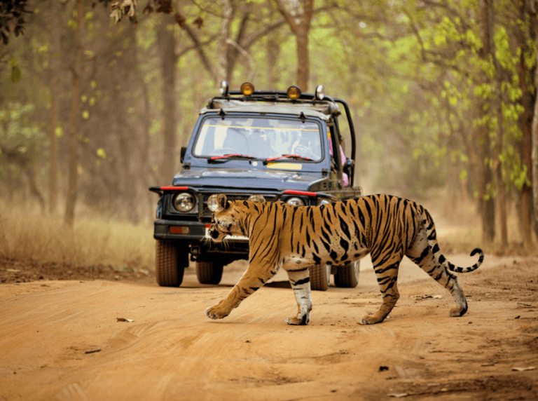 Wildlife Safari at Dandeli