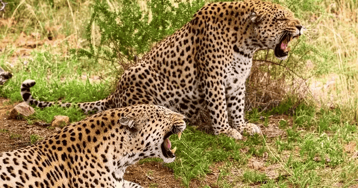 Wonderful Wildlife